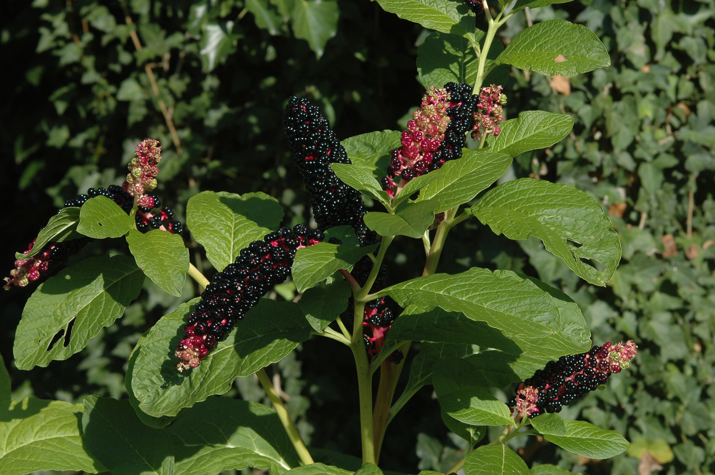 Представитель Семейства Phytolaccaceae